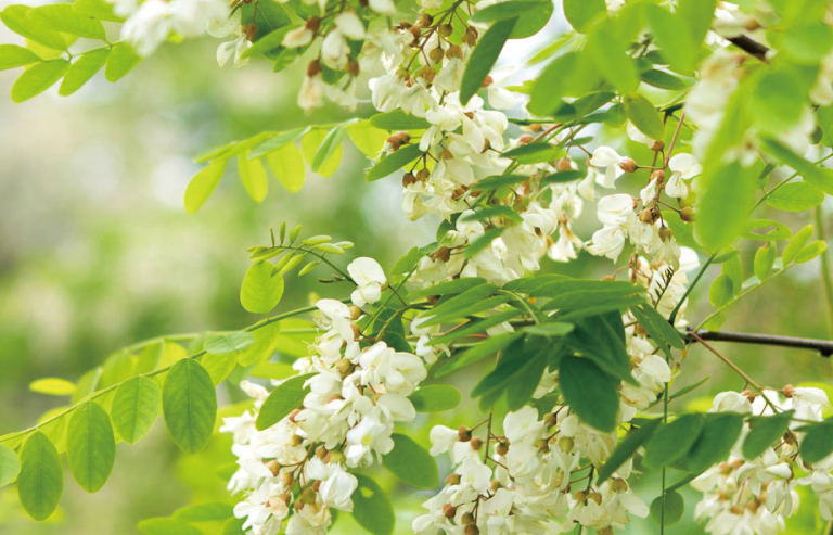 季節の花々から採蜜