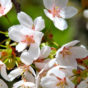 山桜