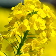 菜の花