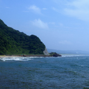 海辺の花々