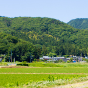 里山の花々